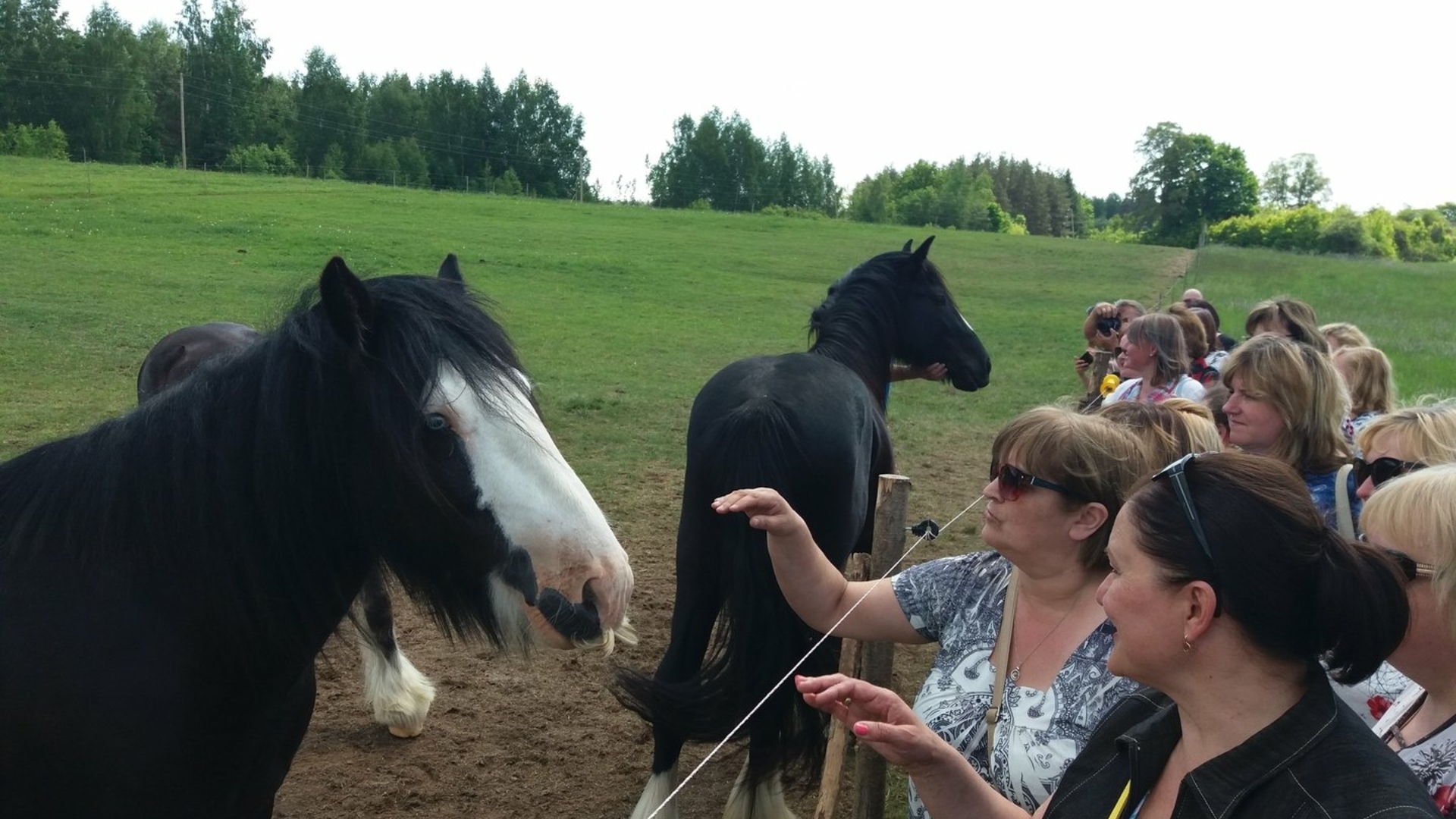 Осмотр лошадей в «Плявниеки» Селпилской волости